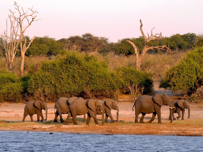 Elefanten in Botswana