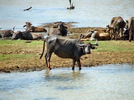 Yala Nationalpark 