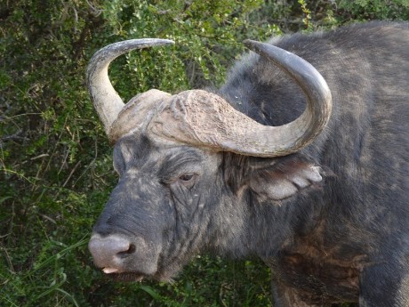 Büffel