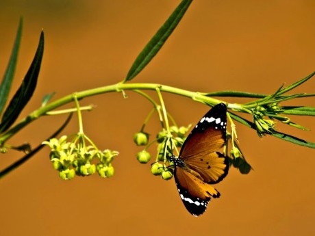 Schmetterling
