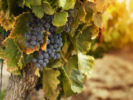 Winelands