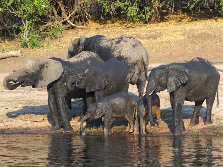 Badende Elefanten Chobe