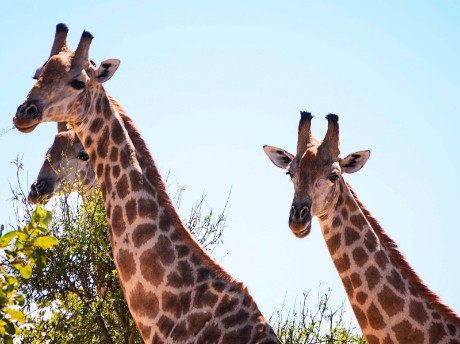Giraffen
