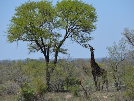 Giraffe am Baum