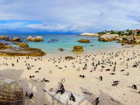 Pinguine Boulders Beach