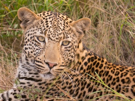 Leopard