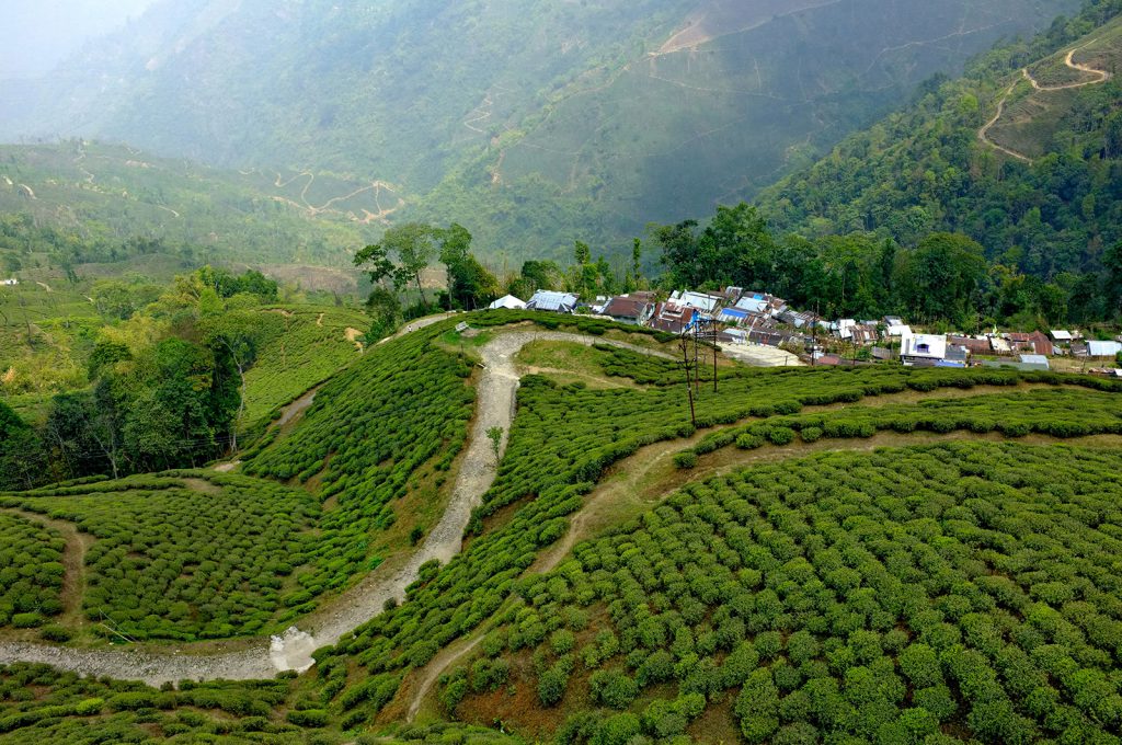 Darjeeling Tee Plantage