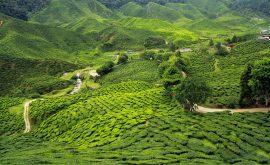 Darjeeling Tee Plantage