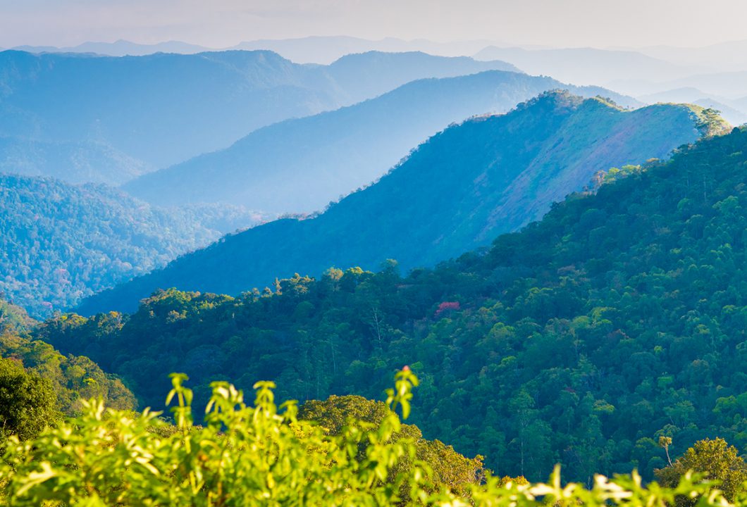 Gewürzplantage in den Cardamom Mountains