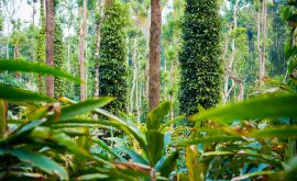Gewürzplantage in den Cardamom Mountains