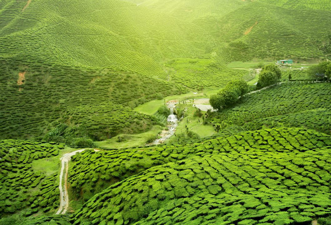 Darjeeling Tee Plantage