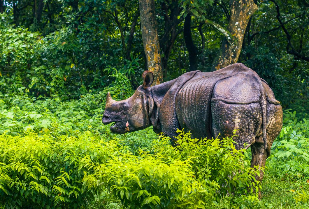 Chitwan Nationalpark
