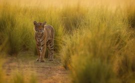 Der Ranthambhore Nationalpark