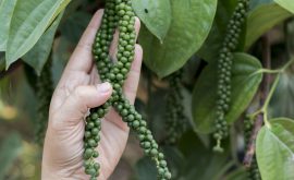 Gewürzplantage in den Cardamom Mountains