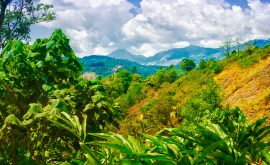Gewürzplantage in den Cardamom Mountains