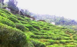 Darjeeling Tee Plantage