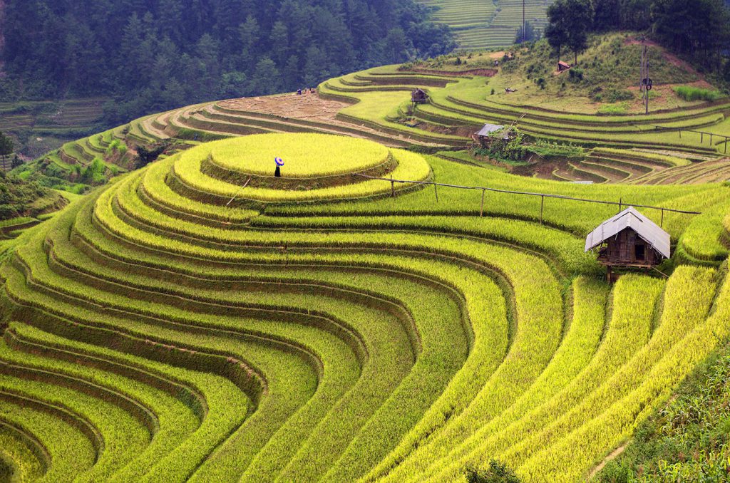 hellgrüne Reisterassen und Hütte, Sapa in Nordvietnam