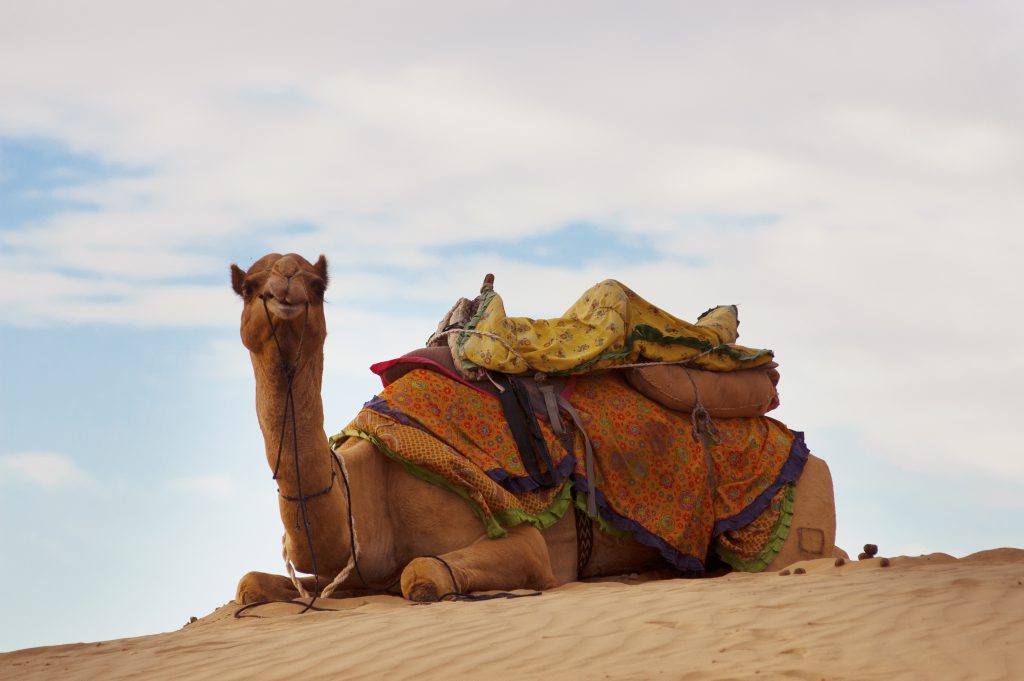 Kamel in Rajasthan, Indien