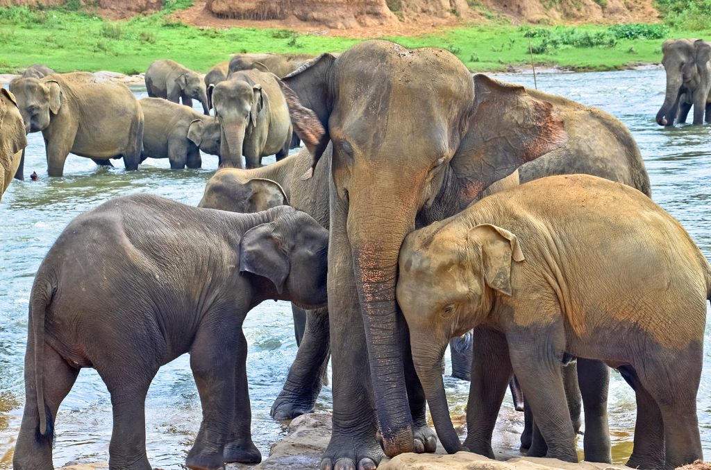 Elefanten im Wilpattu Nationalpark in Sri Lanka