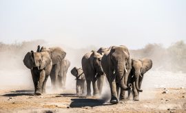 Etosha Nationalpark