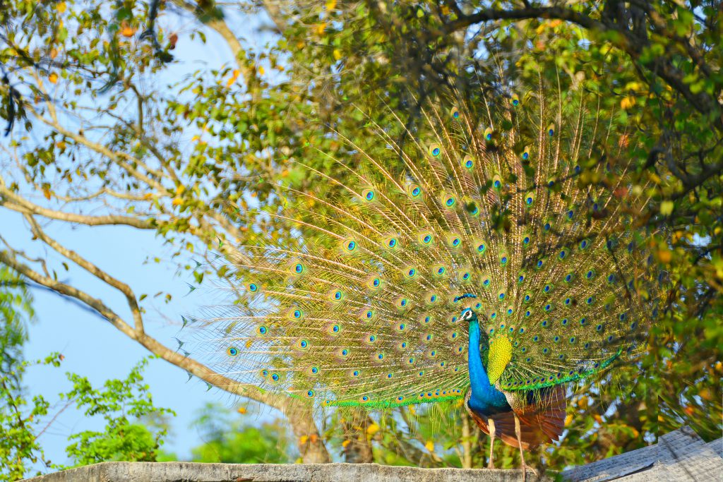 Pfau im Wilpattu Nationalpark in Sri Lanka