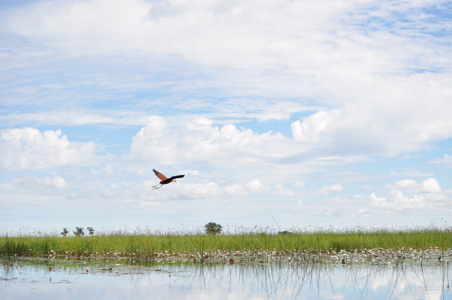 Botswana, Okavango Delta, Flamingo