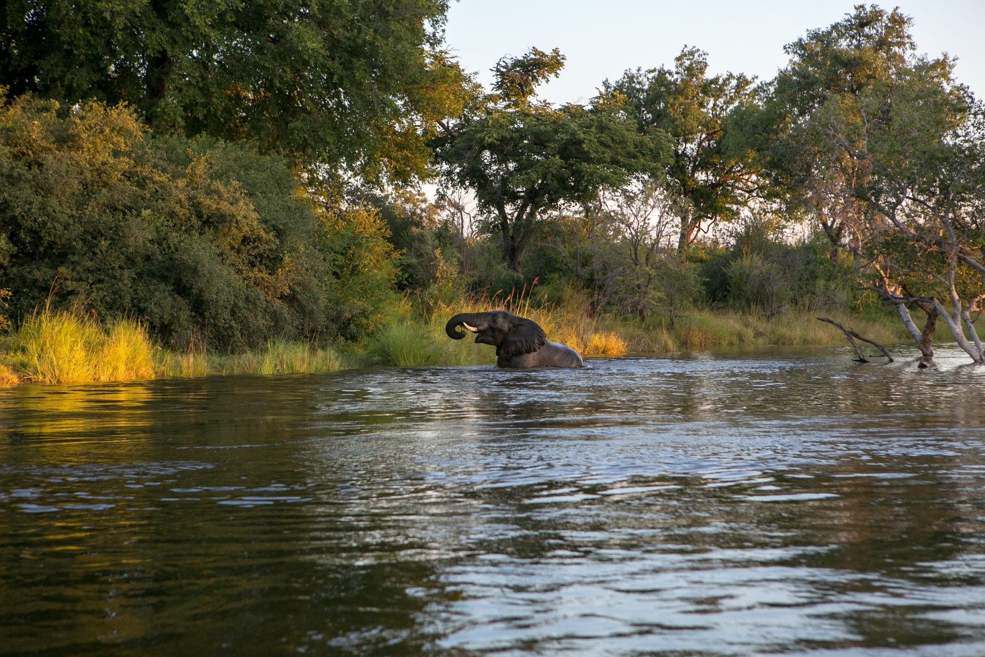 Botswana, Elefant, Okavango, Wasser