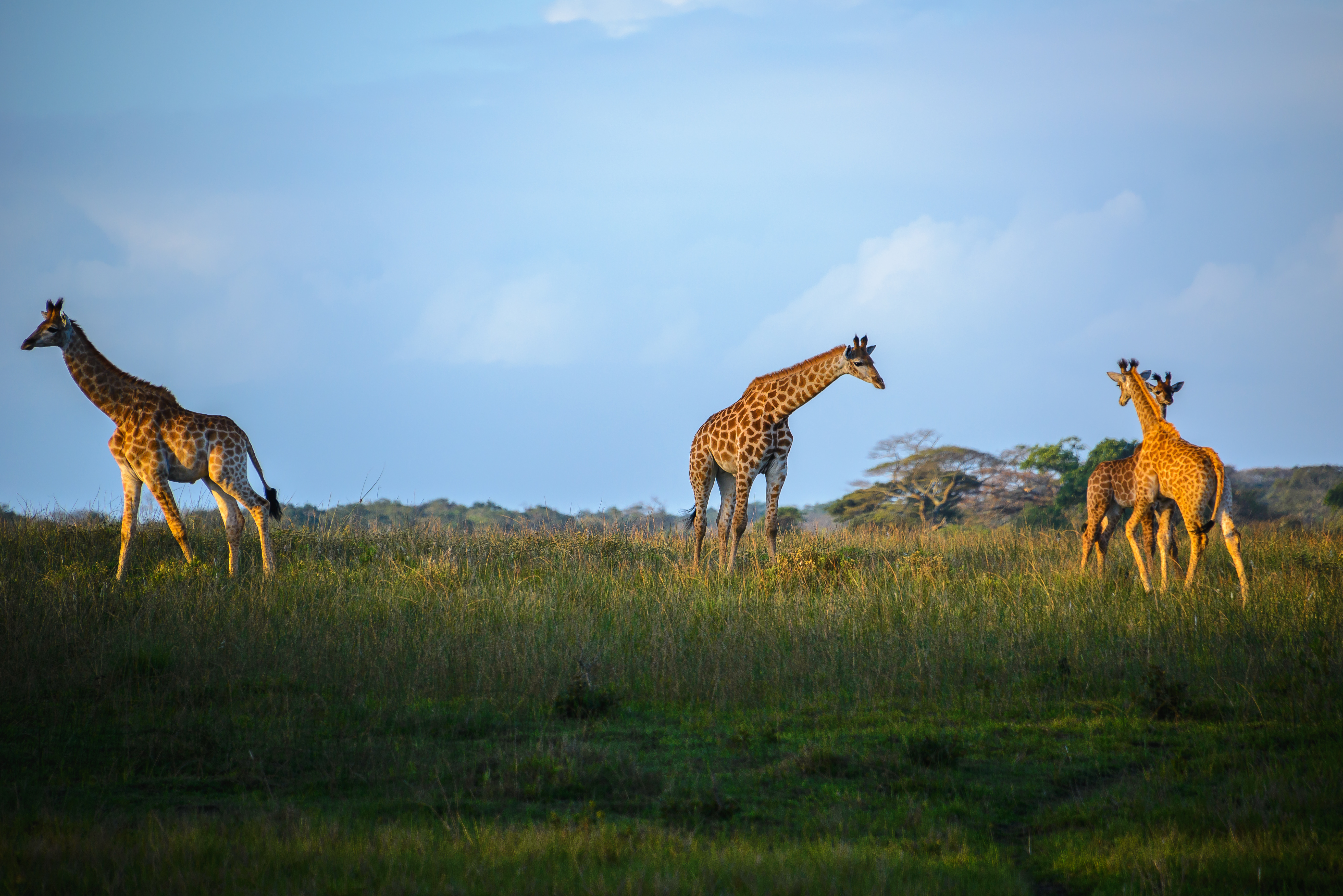 Giraffen bei einer Bush Safari in Südafrika