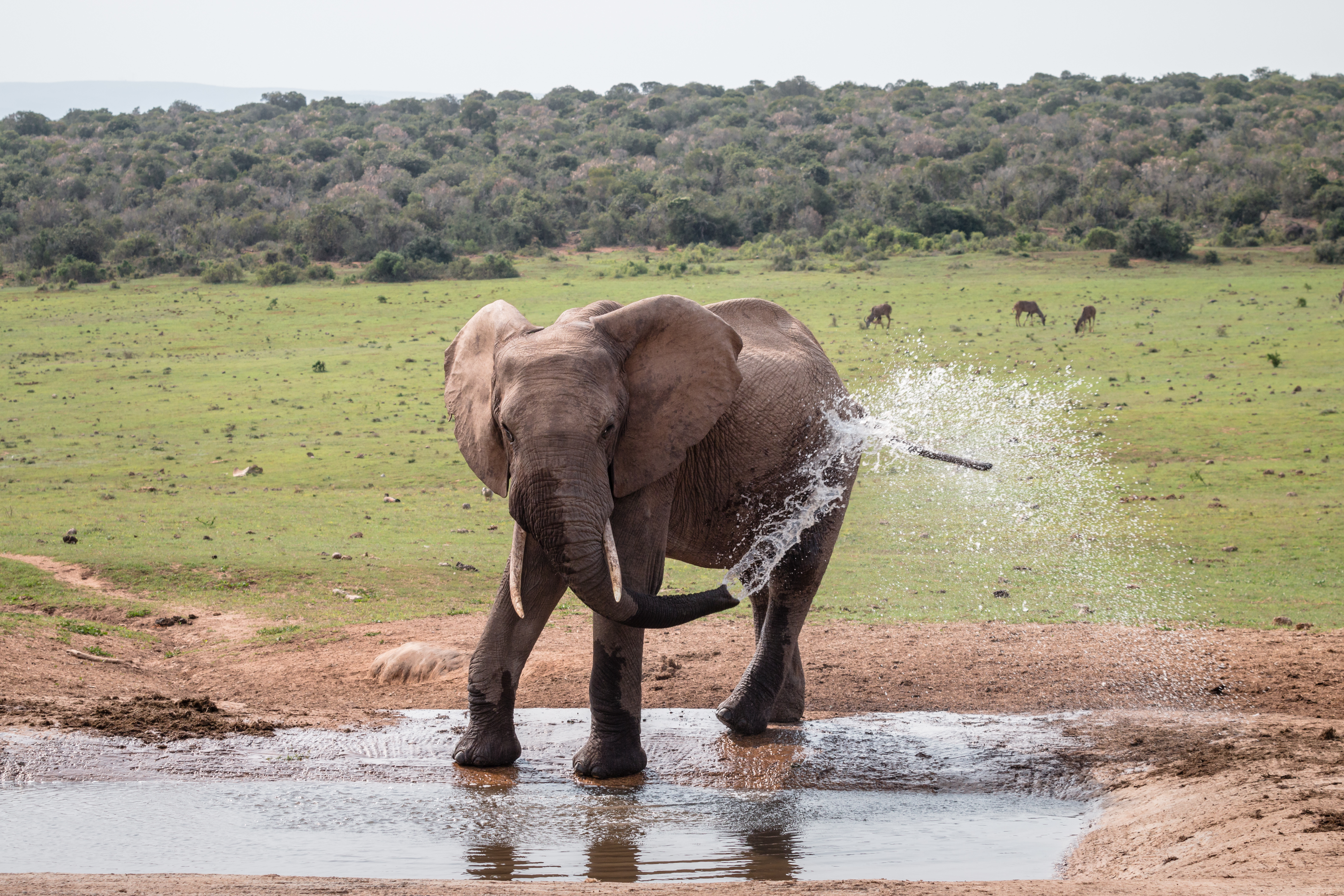 Junger Elefant im Addo Elephant Park in Südafrika
