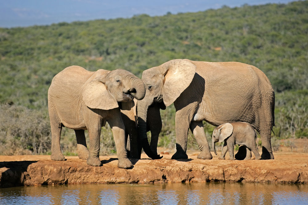 Südafrika Addo Elephant Park