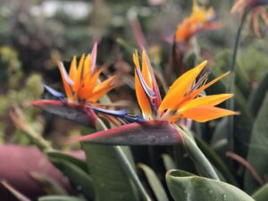 Blumeninsel Madeira <br>– Reise entdecken