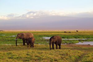 Ostafrika – Kenia & Tansania Safari-Erlebnisse & Traumstrände
