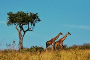 Giraffen, Tansania