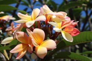 Insidertipps Madeira – <br> 5 Highlights der Blumeninsel Madeira