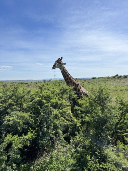 Suedafrika Nambiti Private Game Reserve Safari Giraffe
