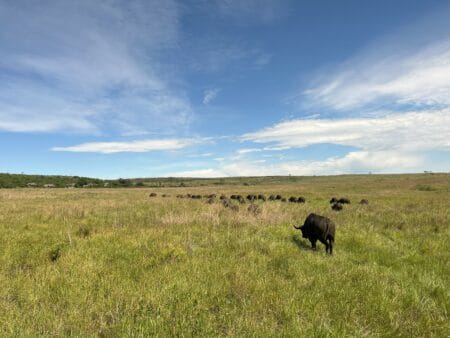 Suedafrika Nambiti Private Game Reserve Safari Bueffel